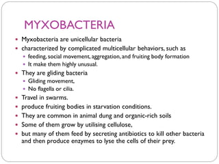 MYXOBACTERIA
 Myxobacteria are unicellular bacteria
 characterized by complicated multicellular behaviors, such as
 feeding, social movement, aggregation, and fruiting body formation
 It make them highly unusual.
 They are gliding bacteria
 Gliding movement,
 No flagella or cilia.
 Travel in swarms.
 produce fruiting bodies in starvation conditions.
 They are common in animal dung and organic-rich soils
 Some of them grow by utilising cellulose,
 but many of them feed by secreting antibiotics to kill other bacteria
and then produce enzymes to lyse the cells of their prey.
 