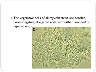  The vegetative cells of all myxobacteria are aerobic,
Gram-negative, elongated rods with either rounded or
tapered ends
 