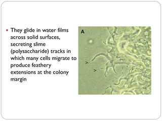  They glide in water films
across solid surfaces,
secreting slime
(polysaccharide) tracks in
which many cells migrate to
produce feathery
extensions at the colony
margin
 