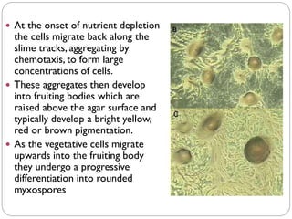  At the onset of nutrient depletion
the cells migrate back along the
slime tracks, aggregating by
chemotaxis, to form large
concentrations of cells.
 These aggregates then develop
into fruiting bodies which are
raised above the agar surface and
typically develop a bright yellow,
red or brown pigmentation.
 As the vegetative cells migrate
upwards into the fruiting body
they undergo a progressive
differentiation into rounded
myxospores
 