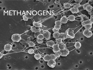 METHANOGENS
 