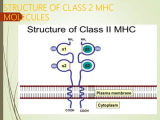 STRUCTURE OF CLASS 2 MHC
MOLECULES
 