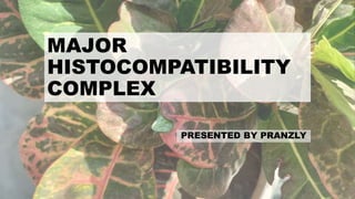 MAJOR
HISTOCOMPATIBILITY
COMPLEX
PRESENTED BY PRANZLY
 