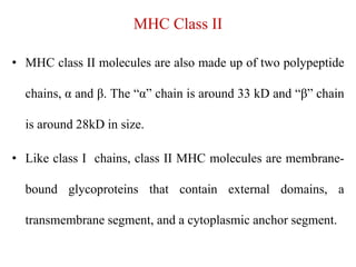 MHC Class II
• MHC class II molecules are also made up of two polypeptide
chains, α and β. The “α” chain is around 33 kD and “β” chain
is around 28kD in size.
• Like class I chains, class II MHC molecules are membrane-
bound glycoproteins that contain external domains, a
transmembrane segment, and a cytoplasmic anchor segment.
 