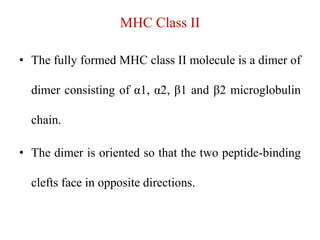 MHC Class II
• The fully formed MHC class II molecule is a dimer of
dimer consisting of α1, α2, β1 and β2 microglobulin
chain.
• The dimer is oriented so that the two peptide-binding
clefts face in opposite directions.
 
