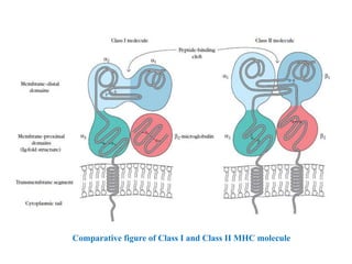 Comparative figure of Class I and Class II MHC molecule
 