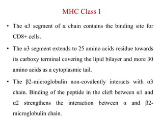 MHC Class I
• The α3 segment of α chain contains the binding site for
CD8+ cells.
• The α3 segment extends to 25 amino acids residue towards
its carboxy terminal covering the lipid bilayer and more 30
amino acids as a cytoplasmic tail.
• The β2-microglobulin non-covalently interacts with α3
chain. Binding of the peptide in the cleft between α1 and
α2 strengthens the interaction between α and β2-
microglobulin chain.
 