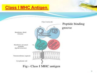 Class I MHC Antigen.
 