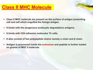 Class II MHC Molecule
 Class II MHC molecule are present on the surface of antigen presenting
cell and cell which engulfed the foreign antigen.
 It binds with the exogenous (endocytic degradation) antigens.
 It binds with CD4 adhesion molecules Th cells.
 It also consist of two polypeptide chains namely α chain and β chain.
 Antigen is processed inside the endosome and peptide is further loaded
on groove of MHC II molecule.
 