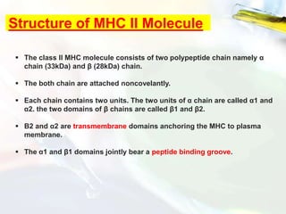 Structure of MHC II Molecule
 The class II MHC molecule consists of two polypeptide chain namely α
chain (33kDa) and β (28kDa) chain.
 The both chain are attached noncovelantly.
 Each chain contains two units. The two units of α chain are called α1 and
α2. the two domains of β chains are called β1 and β2.
 Β2 and α2 are transmembrane domains anchoring the MHC to plasma
membrane.
 The α1 and β1 domains jointly bear a peptide binding groove.
 
