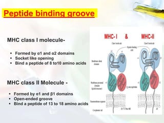 Peptide binding groove
MHC class I molecule-
 Formed by α1 and α2 domains
 Socket like opening
 Bind a peptide of 8 to10 amino acids
MHC class II Molecule -
 Formed by α1 and β1 domains
 Open-ended groove
 Bind a peptide of 13 to 18 amino acids
 