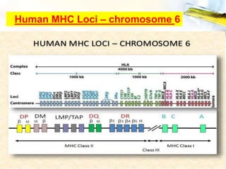 Human MHC Loci – chromosome 6
 