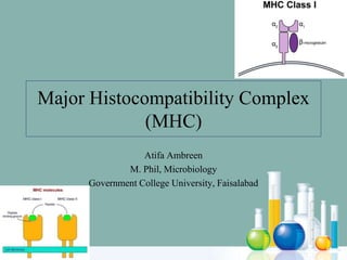 Major Histocompatibility Complex
(MHC)
Atifa Ambreen
M. Phil, Microbiology
Government College University, Faisalabad
 