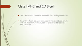 Major histocompatibility complex (mhc)