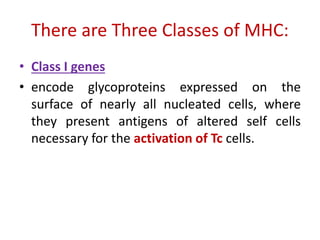There are Three Classes of MHC:
• Class I genes
• encode glycoproteins expressed on the
surface of nearly all nucleated cells, where
they present antigens of altered self cells
necessary for the activation of Tc cells.
 