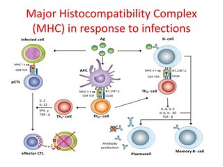 Major Histocompatibility Complex
(MHC) in response to infections
 