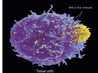 Tissue cells
MHC or HLA molecules
 