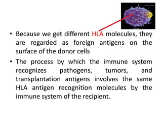 • Because we get different HLA molecules, they
are regarded as foreign antigens on the
surface of the donor cells
• The process by which the immune system
recognizes pathogens, tumors, and
transplantation antigens involves the same
HLA antigen recognition molecules by the
immune system of the recipient.
 