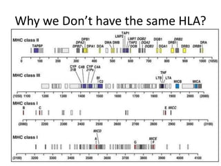 Why we Don’t have the same HLA?
 