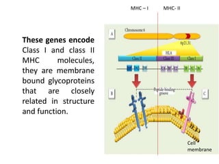 These genes encode
Class I and class II
MHC molecules,
they are membrane
bound glycoproteins
that are closely
related in structure
and function.
Cell
membrane
MHC – I MHC- II
 