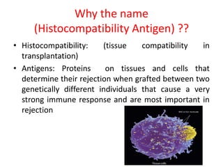 Why the name
(Histocompatibility Antigen) ??
• Histocompatibility: (tissue compatibility in
transplantation)
• Antigens: Proteins on tissues and cells that
determine their rejection when grafted between two
genetically different individuals that cause a very
strong immune response and are most important in
rejection
 