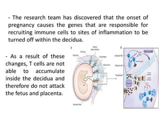 - The research team has discovered that the onset of
pregnancy causes the genes that are responsible for
recruiting immune cells to sites of inflammation to be
turned off within the decidua.
- As a result of these
changes, T cells are not
able to accumulate
inside the decidua and
therefore do not attack
the fetus and placenta.
 
