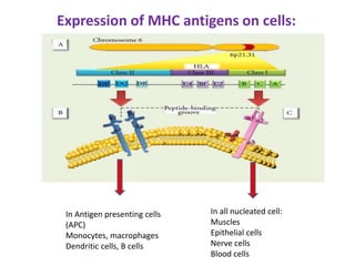 In all nucleated cell:
Muscles
Epithelial cells
Nerve cells
Blood cells
In Antigen presenting cells
(APC)
Monocytes, macrophages
Dendritic cells, B cells
Expression of MHC antigens on cells:
 