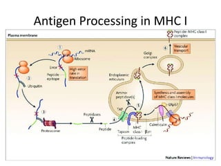 Antigen Processing in MHC I
 