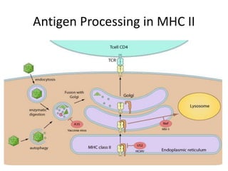 Antigen Processing in MHC II
 
