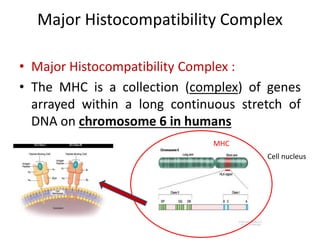 Major Histocompatibility Complex & transplantation 3rd.pptx
