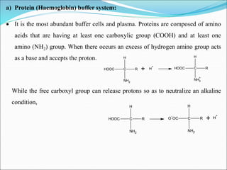 a) Protein (Haemoglobin) buffer system:
 It is the most abundant buffer cells and plasma. Proteins are composed of amino
acids that are having at least one carboxylic group (COOH) and at least one
amino (NH2) group. When there occurs an excess of hydrogen amino group acts
as a base and accepts the proton.
While the free carboxyl group can release protons so as to neutralize an alkaline
condition,
R
C
H
NH2
HOOC + H
+
R
C
H
NH3
+
HOOC
R
C
H
NH2
HOOC R
C
H
NH2
O
-
OC + H
+
 
