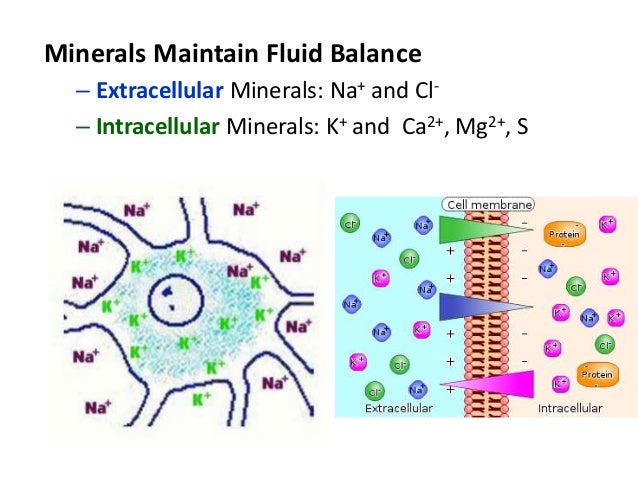 major minerals