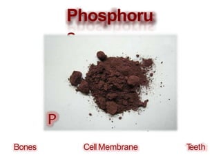 Phosphoru
s
Bones T
eeth
CellMembrane
 