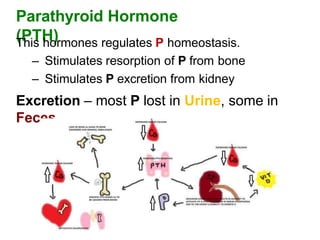 Parathyroid Hormone
(PTH)
This hormones regulates P homeostasis.
– Stimulates resorption of P from bone
– Stimulates P excretion from kidney
Excretion – most P lost in Urine, some in
Feces
 