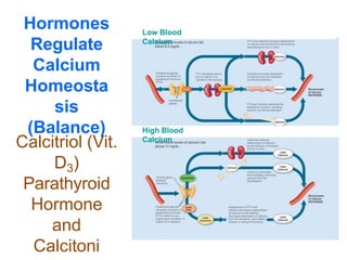 Hormones
Regulate
Calcium
Homeosta
sis
(Balance)
Low Blood
Calcium
High Blood
Calcium
Calcitriol (Vit.
D3)
Parathyroid
Hormone
and
Calcitoni
 