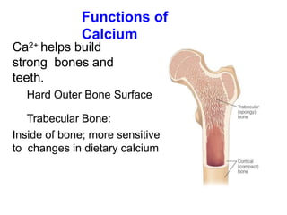 Functions of
Calcium
Ca2+ helps build
strong bones and
teeth.
Hard Outer Bone Surface
Trabecular Bone:
Inside of bone; more sensitive
to changes in dietary calcium
 