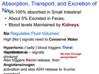Absorption, Transport, and Excretion of
Na
• 95-100% absorbed in Small Intestine!
• About 5% Excreted in Feces.
• Blood levels Maintained by Kidneys.
Na Regulates Fluid Volumes:
High [Na+] signals need to Conserve Water.
Hypertonic (‘salty’) blood triggers Thirst
mechanism in
Hypothalamus – signals
drinking!
Also triggers Renin release, then
Angiotensinogen
activation and also ADH release to urine
Na loss through
perspiration!
 