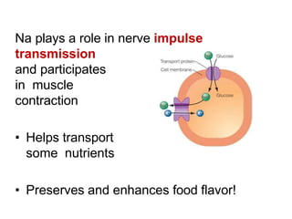Na plays a role in nerve impulse
transmission
and participates
in muscle
contraction
• Helps transport
some nutrients
• Preserves and enhances food flavor!
 