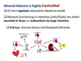 Mineral Balance is highly Controlled
 GI tract regulates absorption based on needs
 Minerals functioning in intestines (cells/fluids) are either
excreted in feces or reabsorbed via large intestine.
 Kidneys -Excrete Excess and Reabsorb Minerals
 