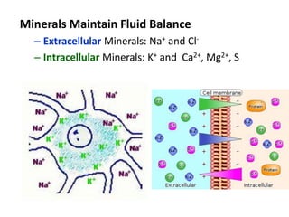 Minerals Maintain Fluid Balance
– Extracellular Minerals: Na+ and Cl-
– Intracellular Minerals: K+ and Ca2+, Mg2+, S
 