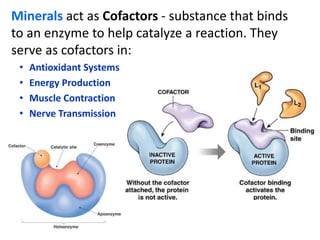Minerals act as Cofactors - substance that binds
to an enzyme to help catalyze a reaction. They
serve as cofactors in:
• Antioxidant Systems
• Energy Production
• Muscle Contraction
• Nerve Transmission
 