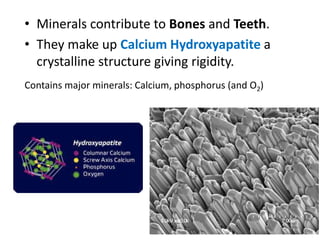 • Minerals contribute to Bones and Teeth.
• They make up Calcium Hydroxyapatite a
crystalline structure giving rigidity.
Contains major minerals: Calcium, phosphorus (and O2)
 