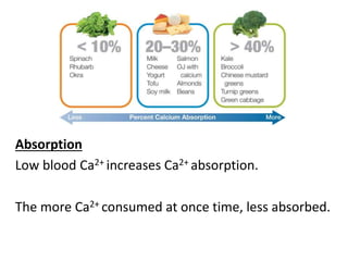 Absorption
Low blood Ca2+ increases Ca2+ absorption.
The more Ca2+ consumed at once time, less absorbed.
 