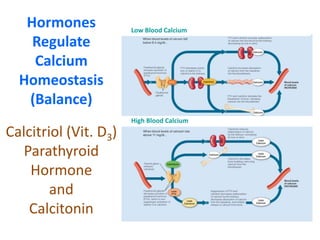Hormones
Regulate
Calcium
Homeostasis
(Balance)
Low Blood Calcium
High Blood Calcium
Calcitriol (Vit. D3)
Parathyroid
Hormone
and
Calcitonin
 
