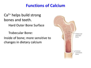Functions of Calcium
Ca2+ helps build strong
bones and teeth.
Hard Outer Bone Surface
Trabecular Bone:
Inside of bone; more sensitive to
changes in dietary calcium
 