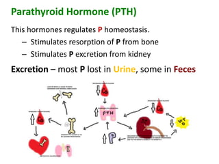 Parathyroid Hormone (PTH)
This hormones regulates P homeostasis.
– Stimulates resorption of P from bone
– Stimulates P excretion from kidney
Excretion – most P lost in Urine, some in Feces
 
