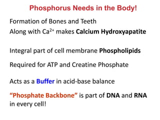 Formation of Bones and Teeth
Along with Ca2+ makes Calcium Hydroxyapatite
Phosphorus Needs in the Body!
Integral part of cell membrane Phospholipids
Required for ATP and Creatine Phosphate
Acts as a Buffer in acid-base balance
“Phosphate Backbone” is part of DNA and RNA
in every cell!
 