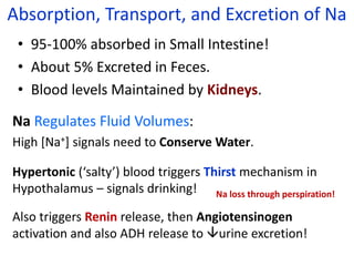 Absorption, Transport, and Excretion of Na
• 95-100% absorbed in Small Intestine!
• About 5% Excreted in Feces.
• Blood levels Maintained by Kidneys.
Na Regulates Fluid Volumes:
High [Na+] signals need to Conserve Water.
Hypertonic (‘salty’) blood triggers Thirst mechanism in
Hypothalamus – signals drinking!
Also triggers Renin release, then Angiotensinogen
activation and also ADH release to urine excretion!
Na loss through perspiration!
 