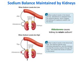 Sodium Balance Maintained by Kidneys
Aldosterone causes
kidney to retain sodium!
 