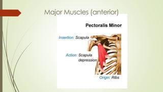 Major Muscles (anterior)
 
